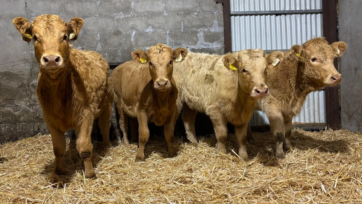 ⭐️ 4 Golden Charolais Heifer Wealings ⭐️ - Image 3