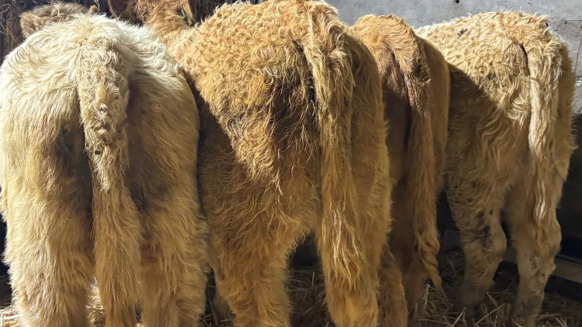 ⭐️ 4 Golden Charolais Heifer Wealings ⭐️ - Image 2