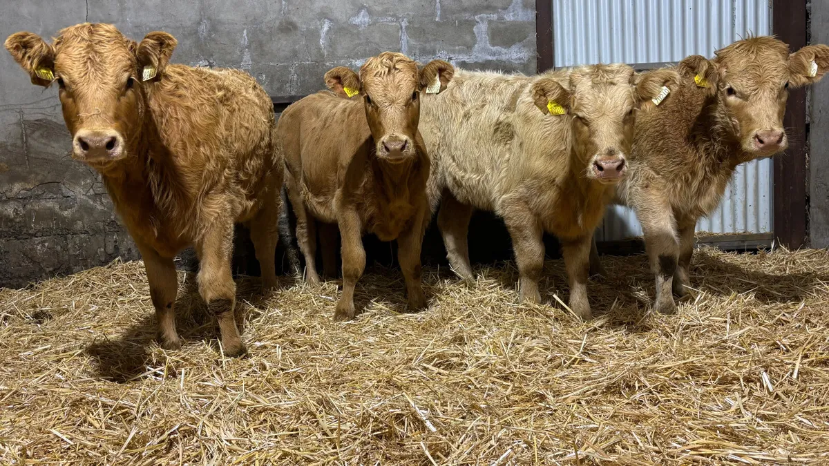 ⭐️ 4 Golden Charolais Heifer Wealings ⭐️ - Image 1