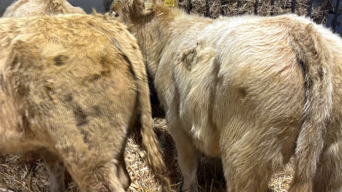 ⭐️ 3 Golden Charolais Bull Wealings ⭐️ - Image 4