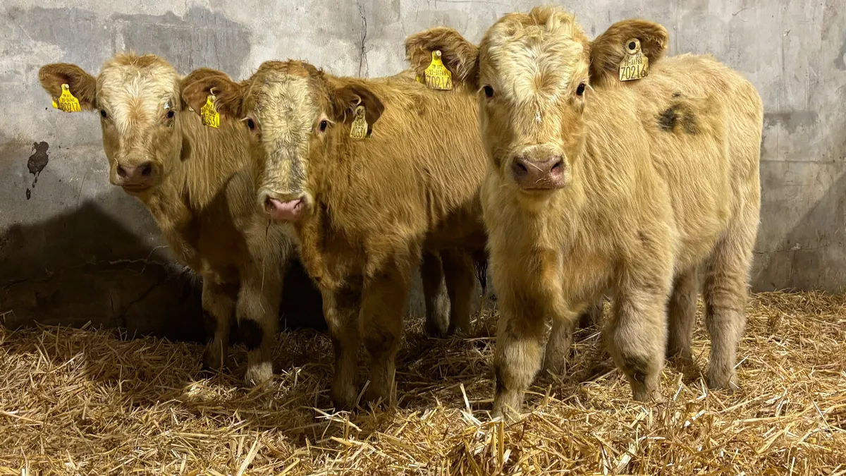 ⭐️ 3 Golden Charolais Bull Wealings ⭐️ - Image 3