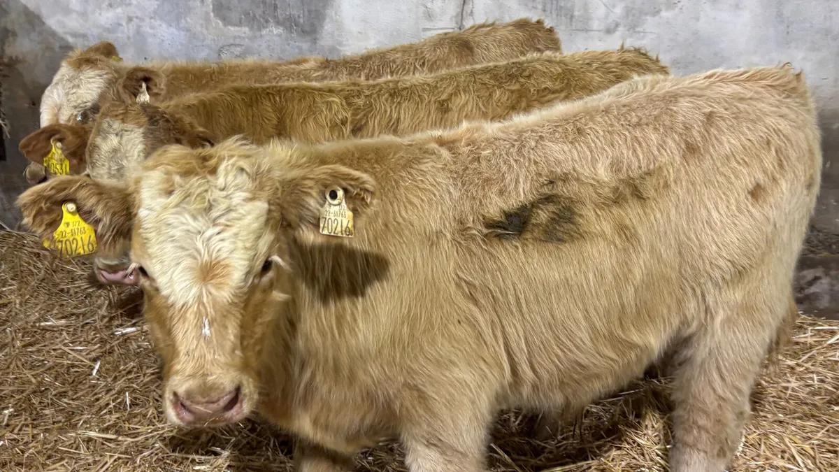 ⭐️ 3 Golden Charolais Bull Wealings ⭐️ - Image 2