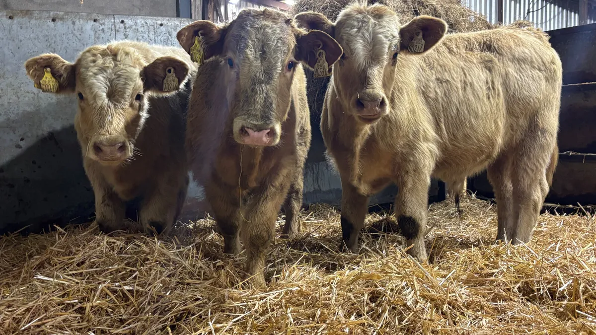 ⭐️ 3 Golden Charolais Bull Wealings ⭐️ - Image 1