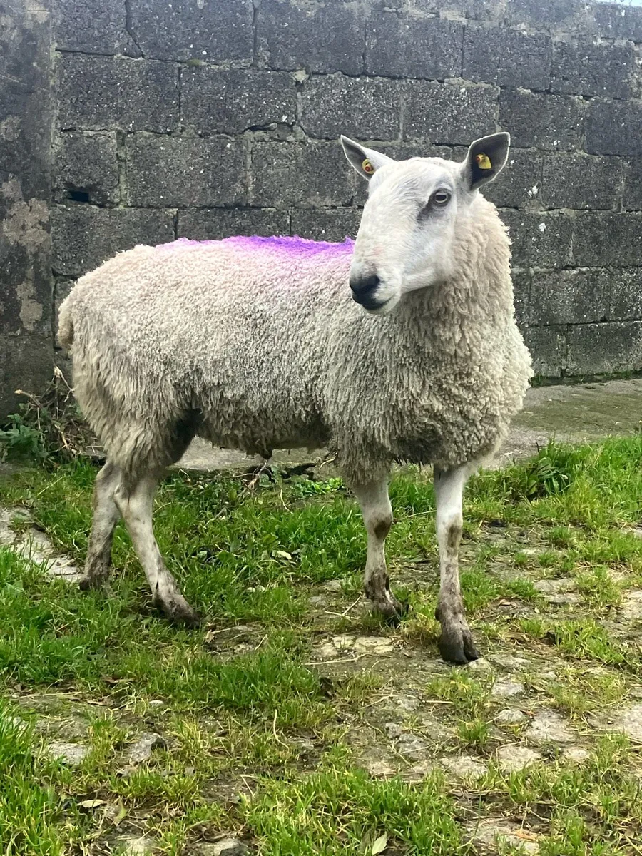 PBNR Traditional Blue Faced Leicester Ram - Image 1