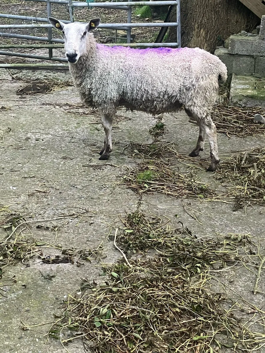 PBNR Traditional Blue Faced Leicester Ram - Image 2