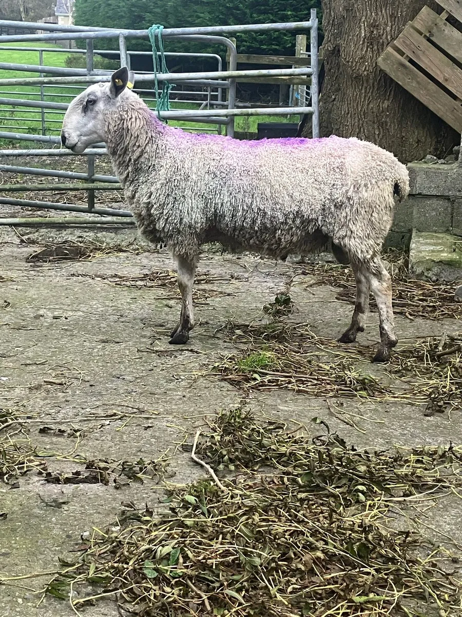 PBNR Traditional Blue Faced Leicester Ram - Image 3