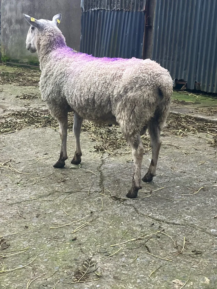 PBNR Traditional Blue Faced Leicester Ram - Image 4