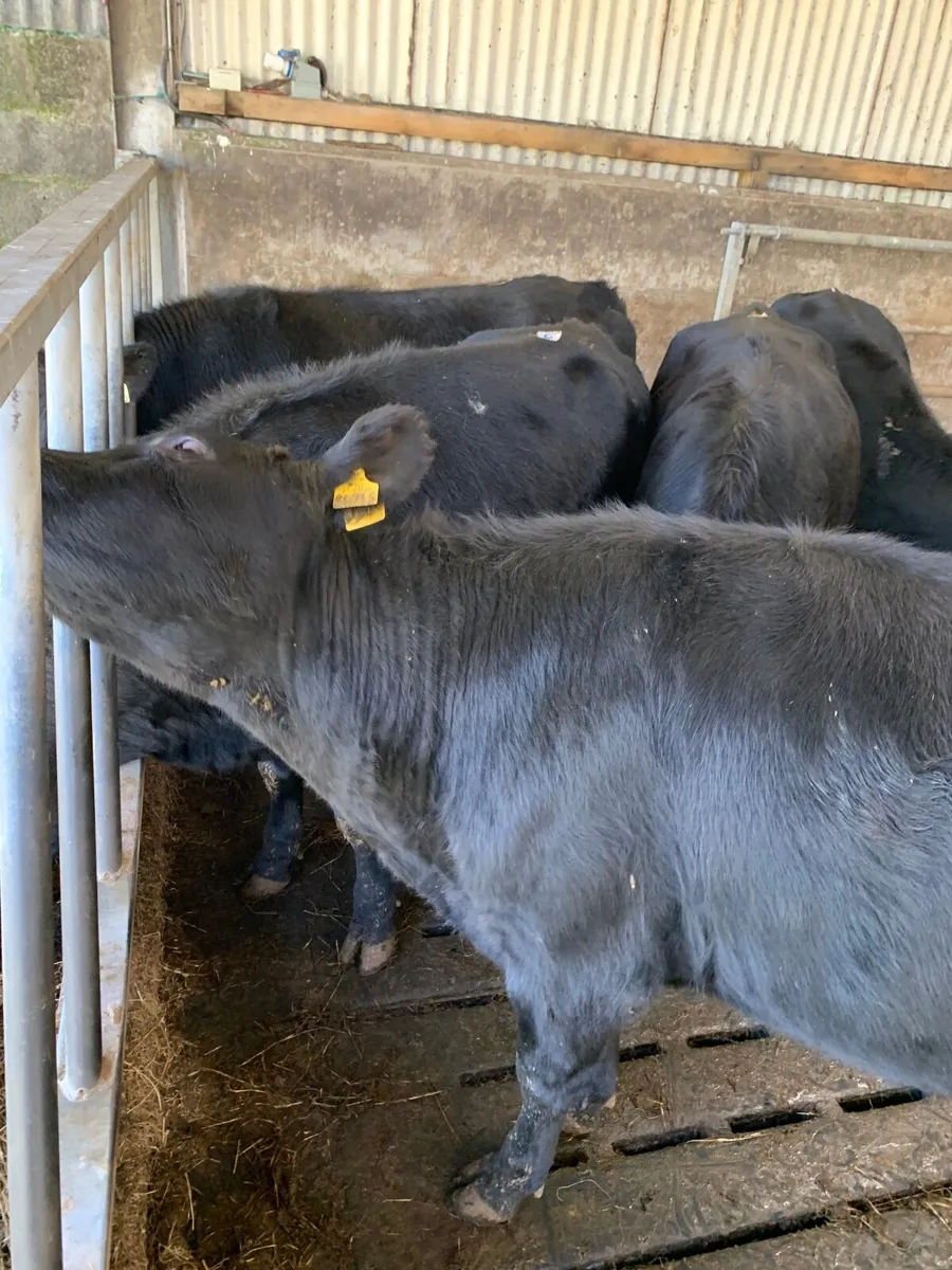 cattle - Image 1