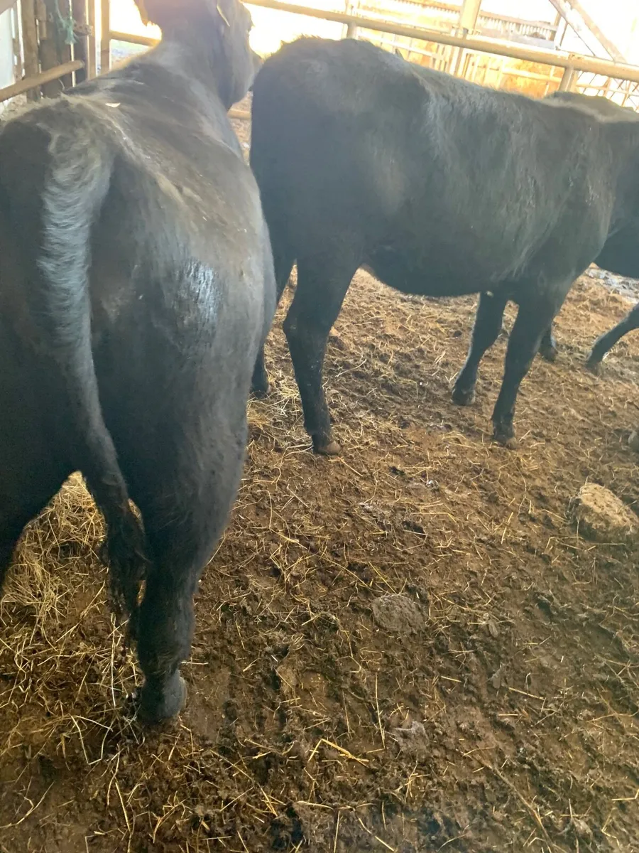 cattle - Image 2