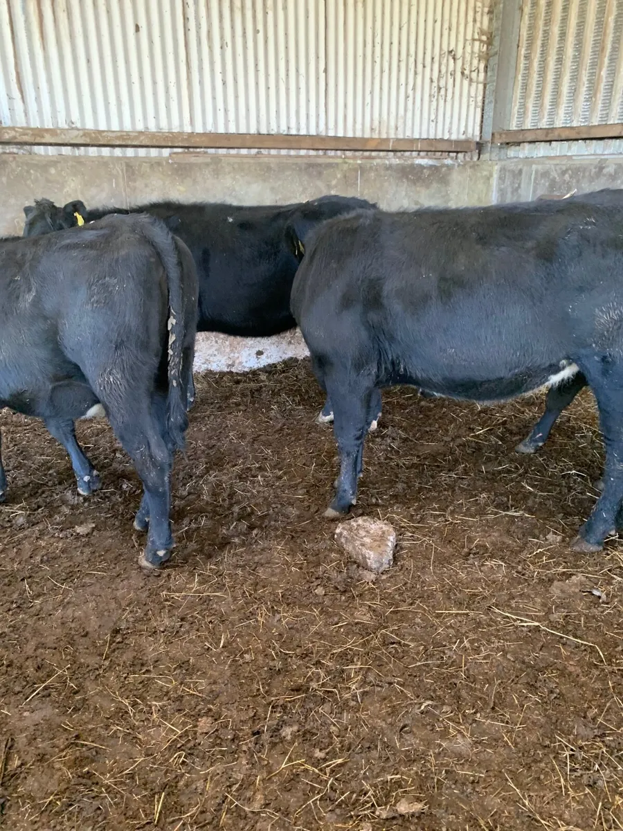 cattle - Image 3