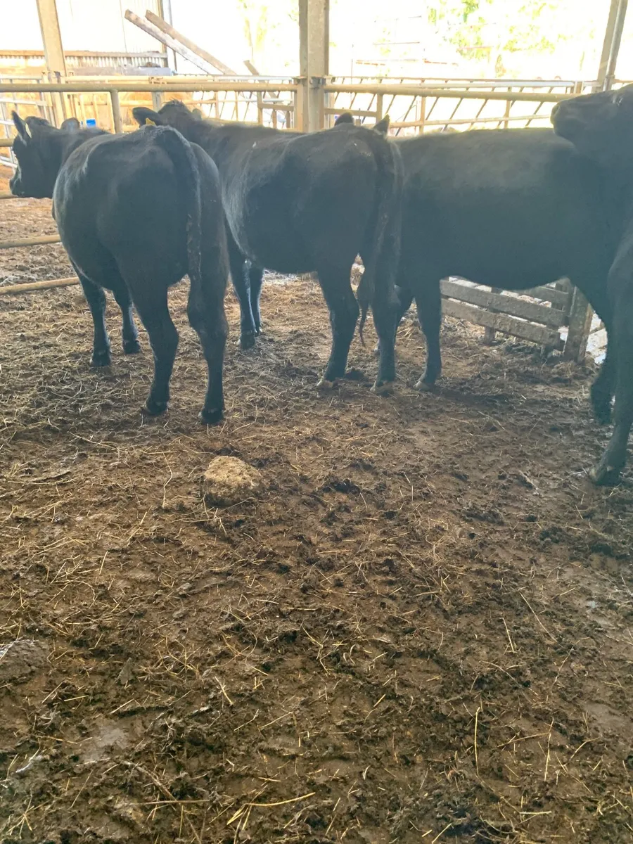 cattle - Image 4