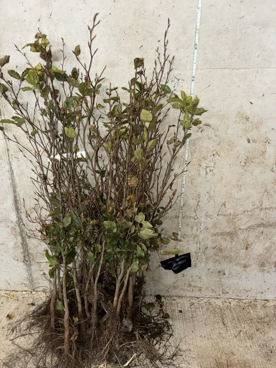 Whitethorn Hedging 60-90cm - €60 per 100 - Image 3