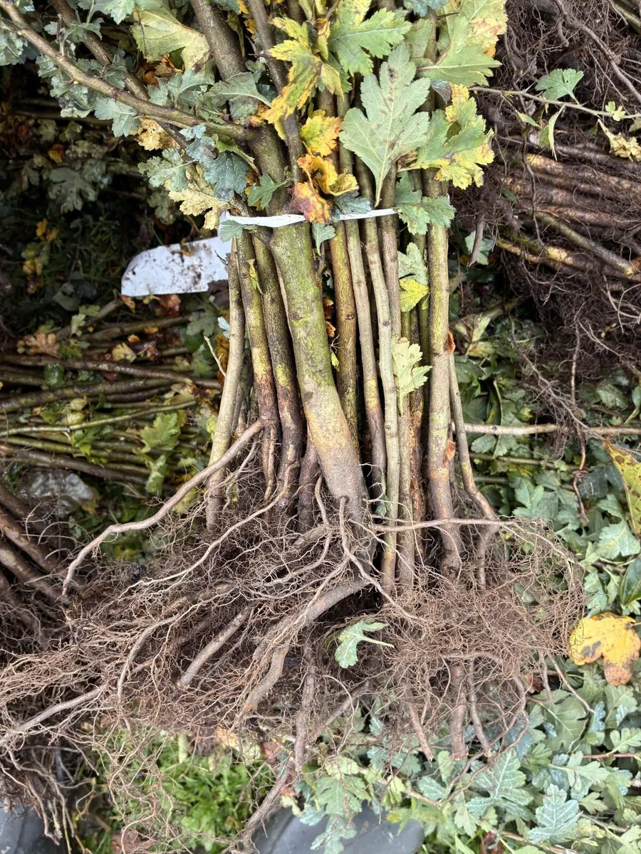 Whitethorn Hedging 60-90cm - €60 per 100 - Image 4