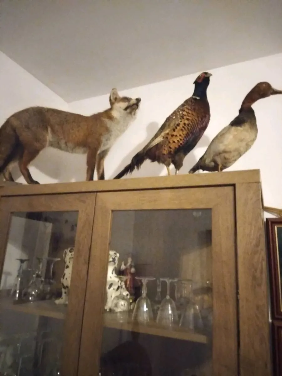 Fox