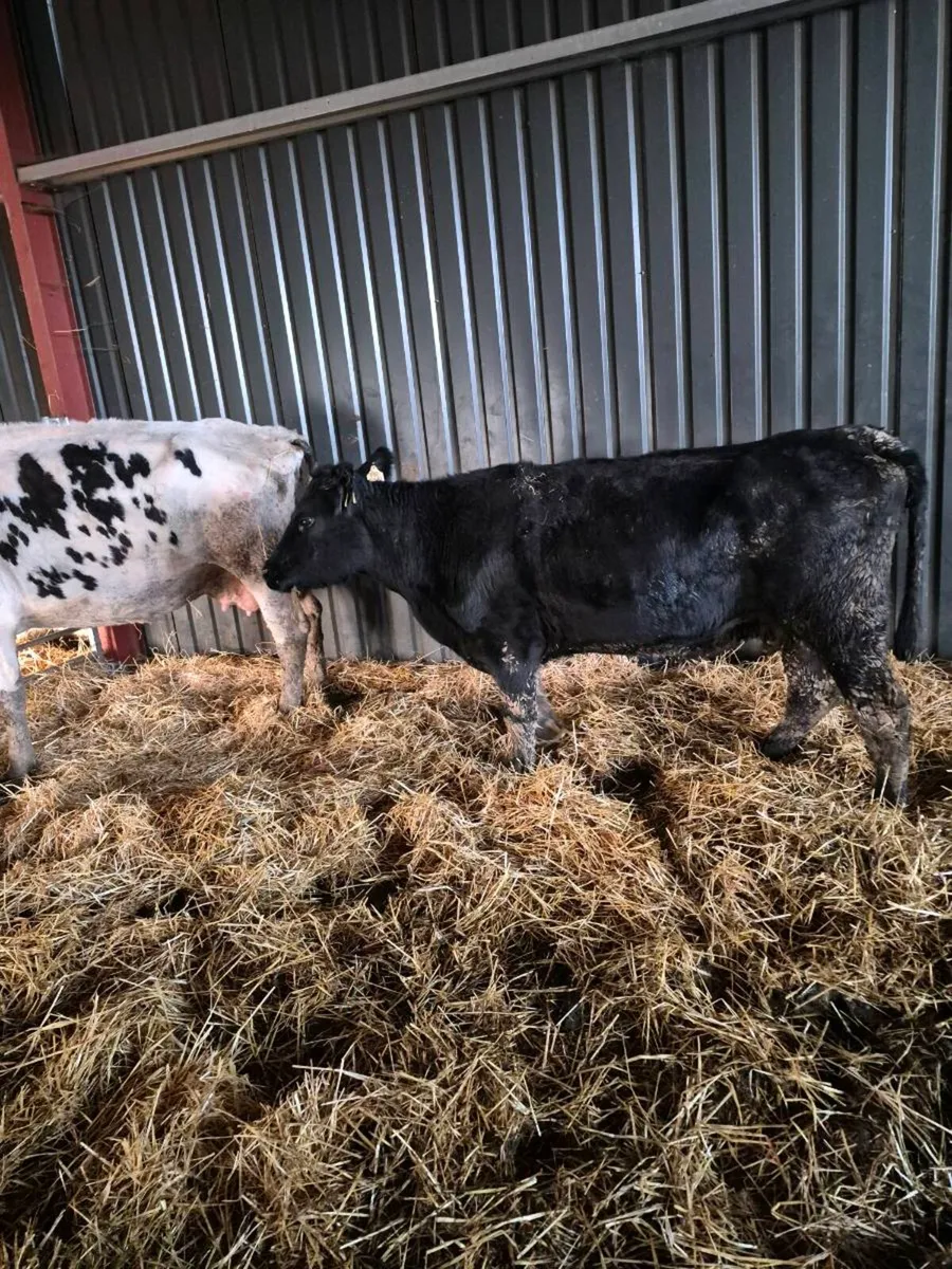 Angus incalf cow - Image 1