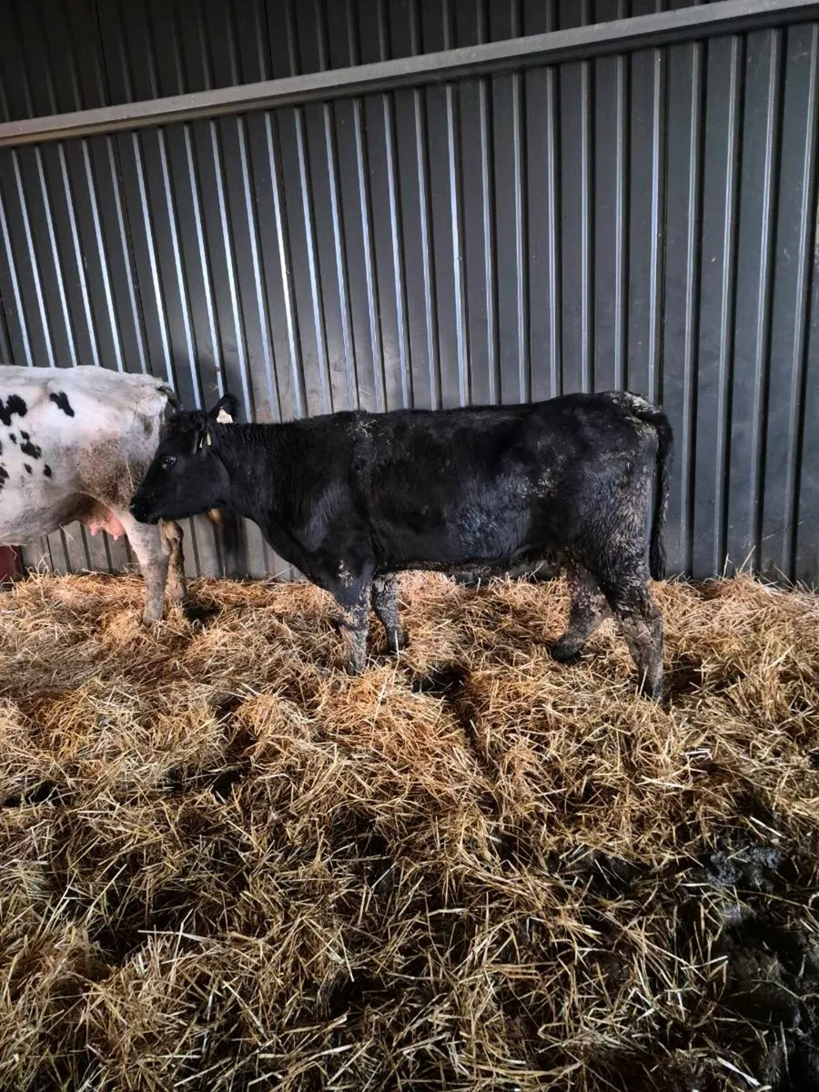 Angus incalf cow - Image 2