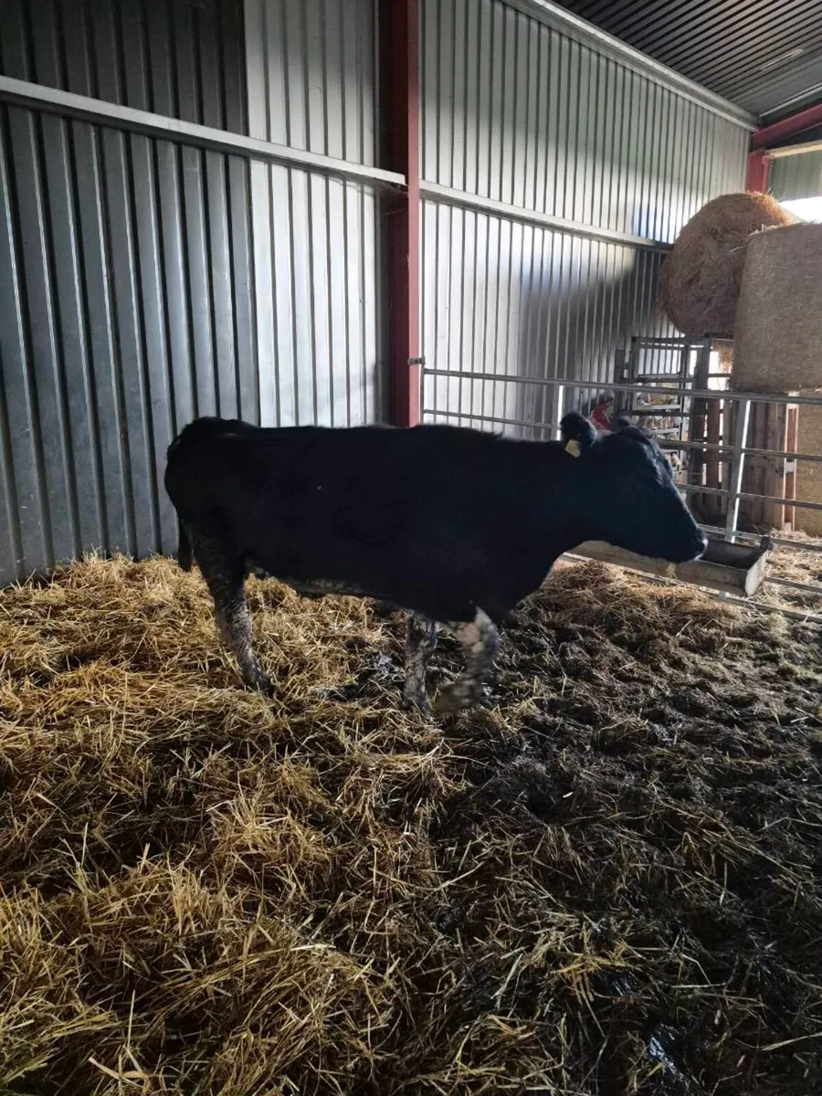 Angus incalf cow - Image 3