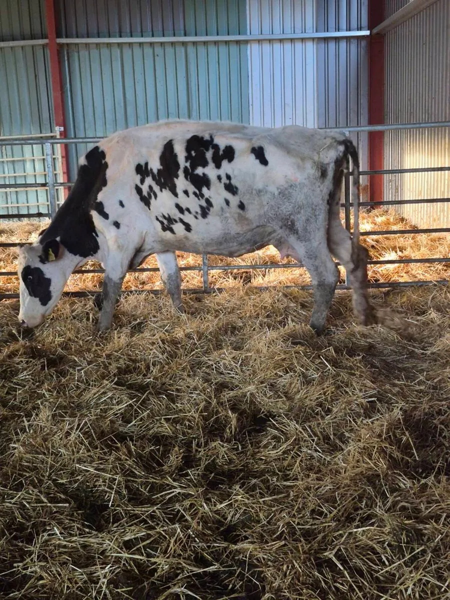 Angus incalf cow - Image 4