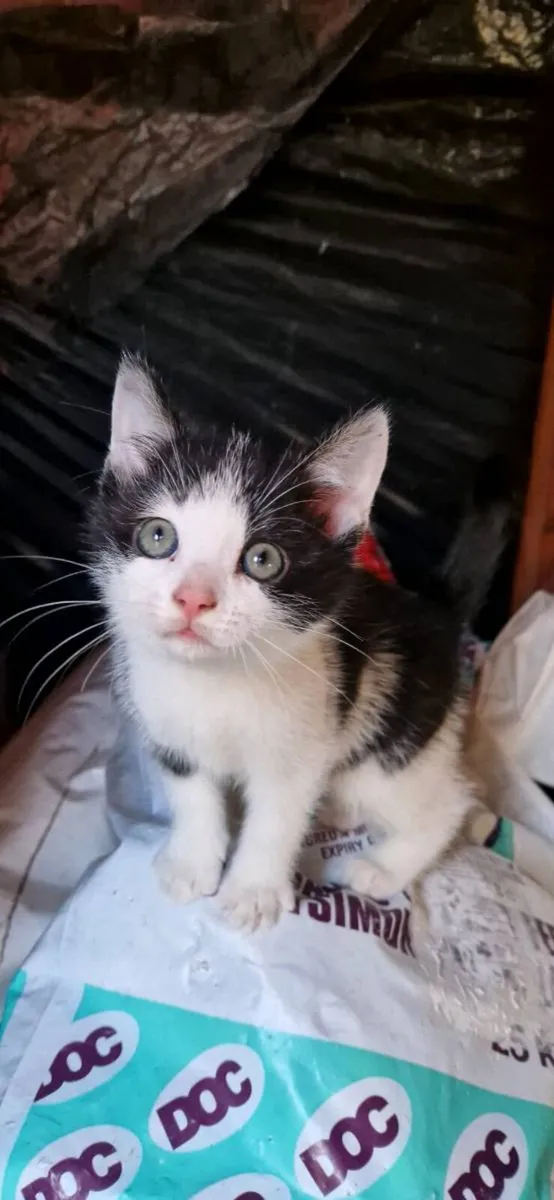 Kittens - Image 1