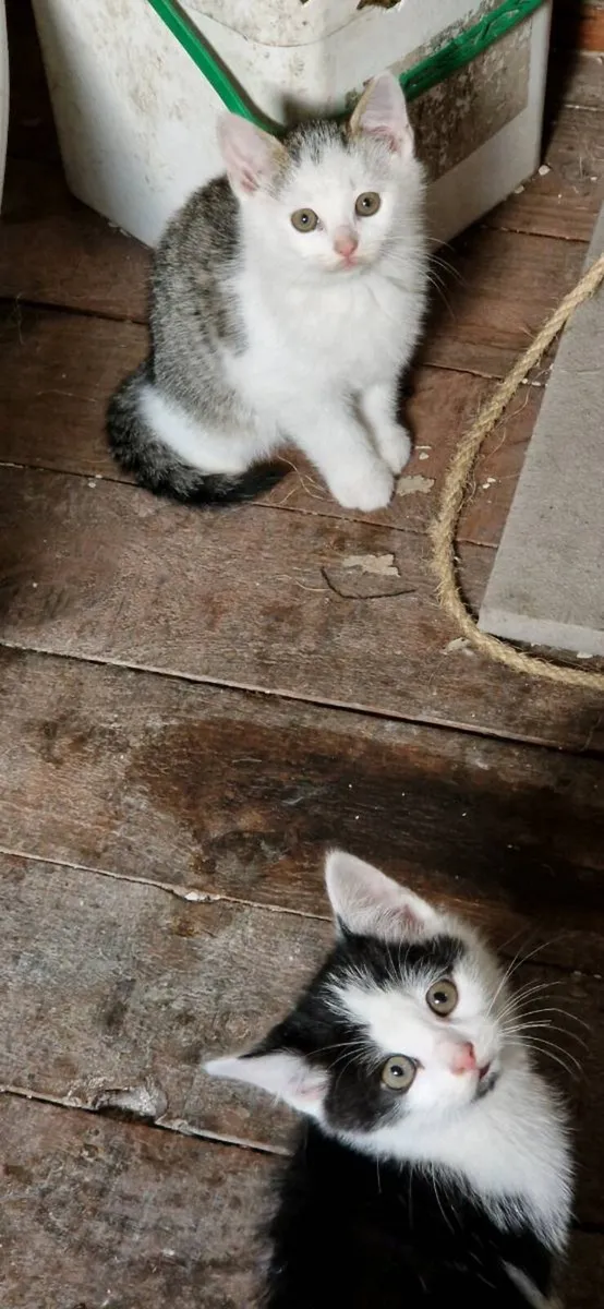 Kittens - Image 4