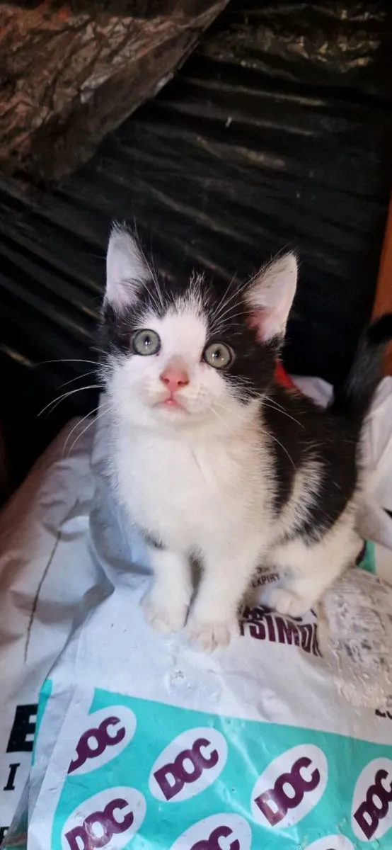 Kittens - Image 2