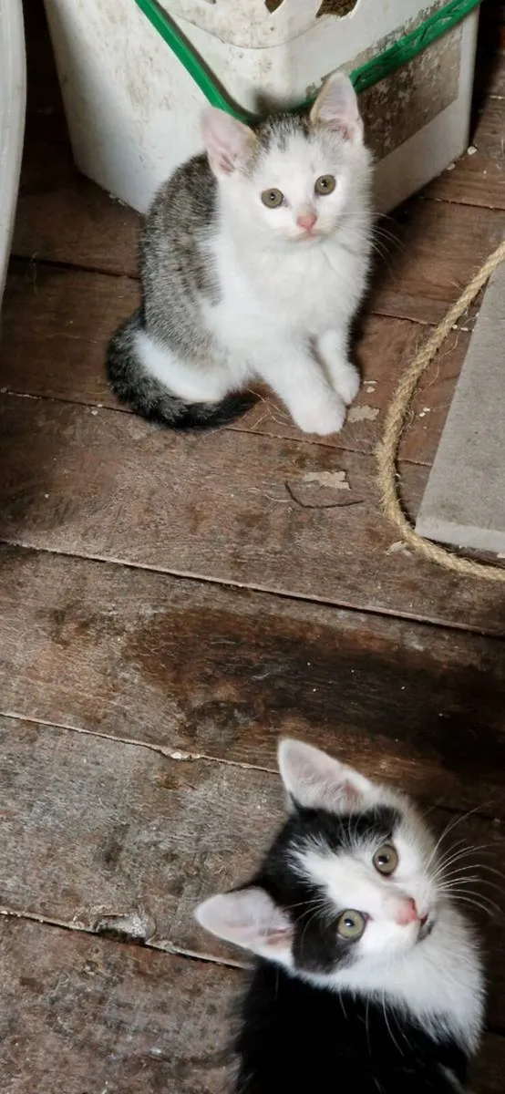 Kittens - Image 3