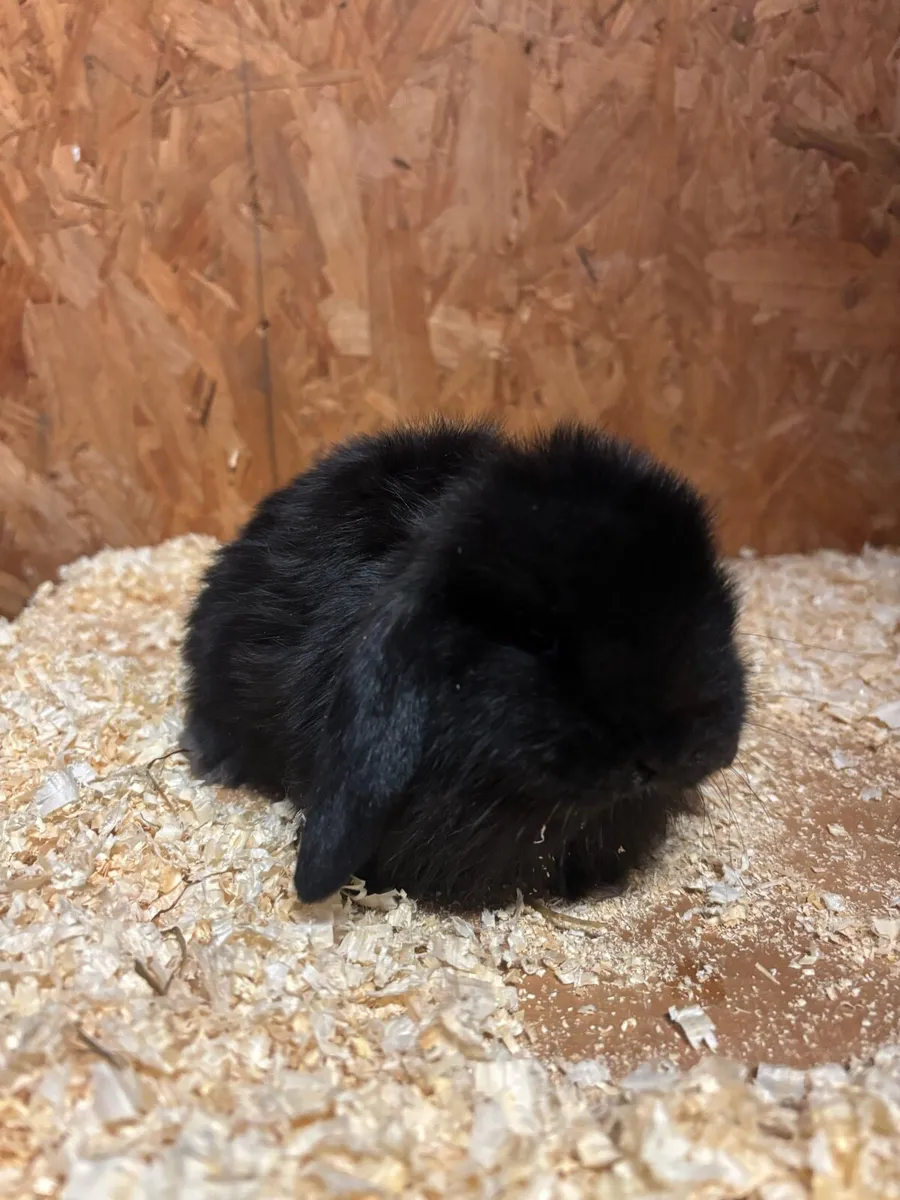 Mini lop rabbits for sale - Image 1
