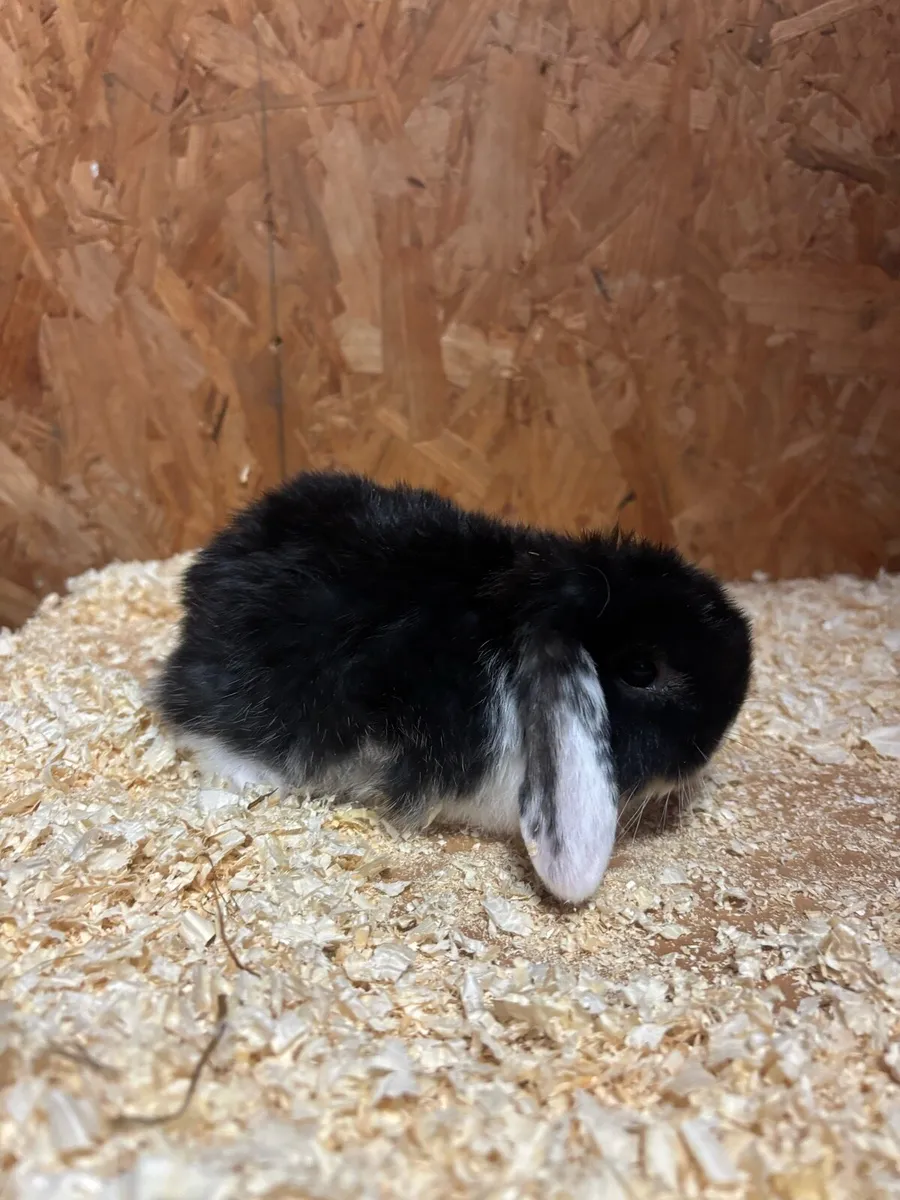 Mini lop rabbits for sale - Image 2