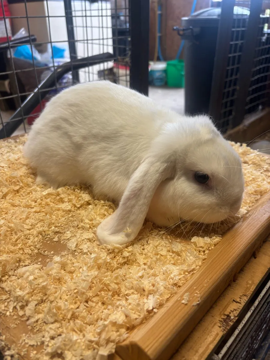 Mini lop rabbits for sale - Image 3