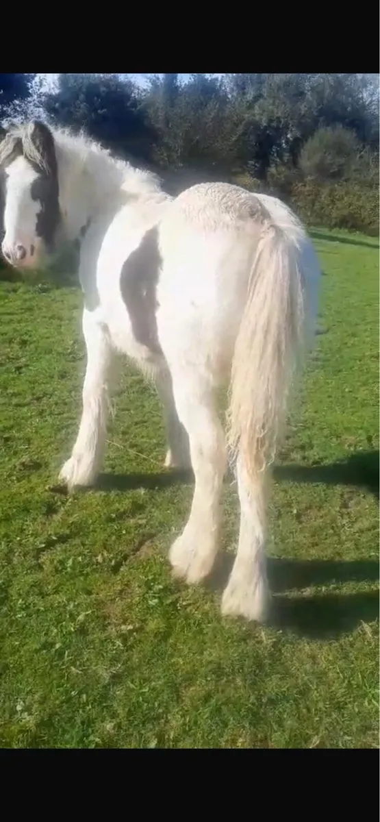 Cob filly - Image 1