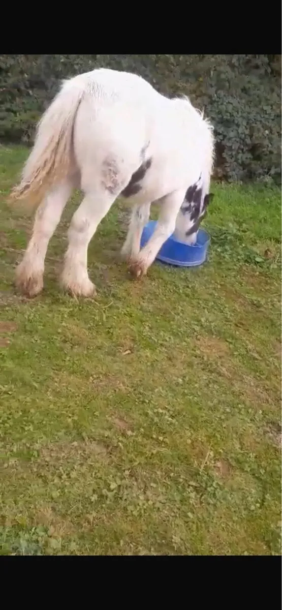 Cob filly - Image 2