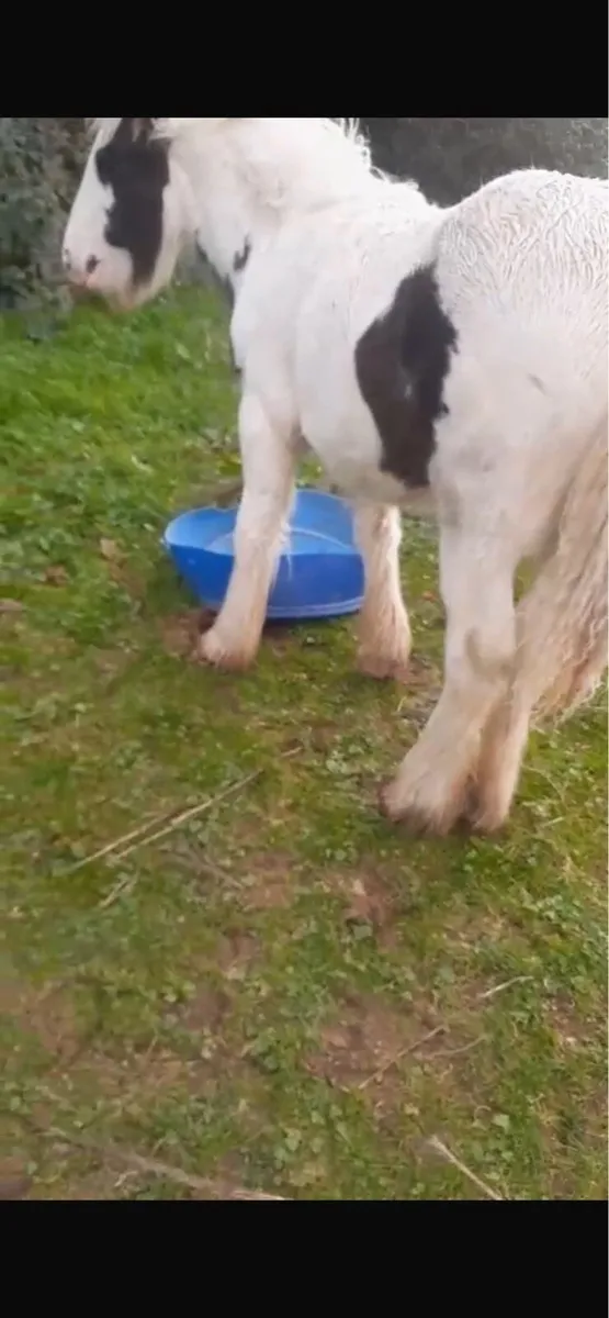 Cob filly - Image 3