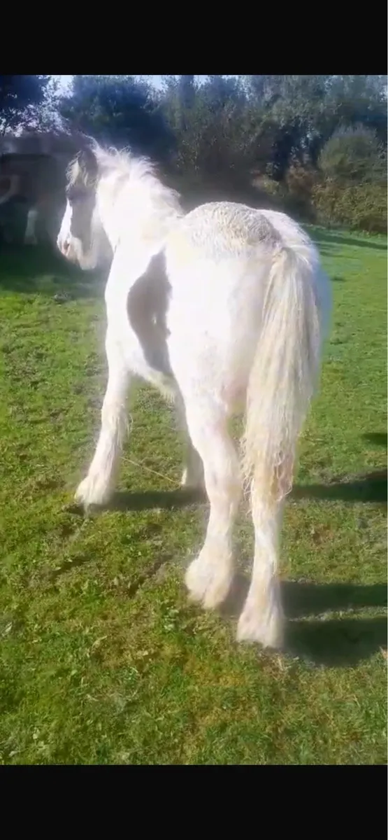 Cob filly - Image 4
