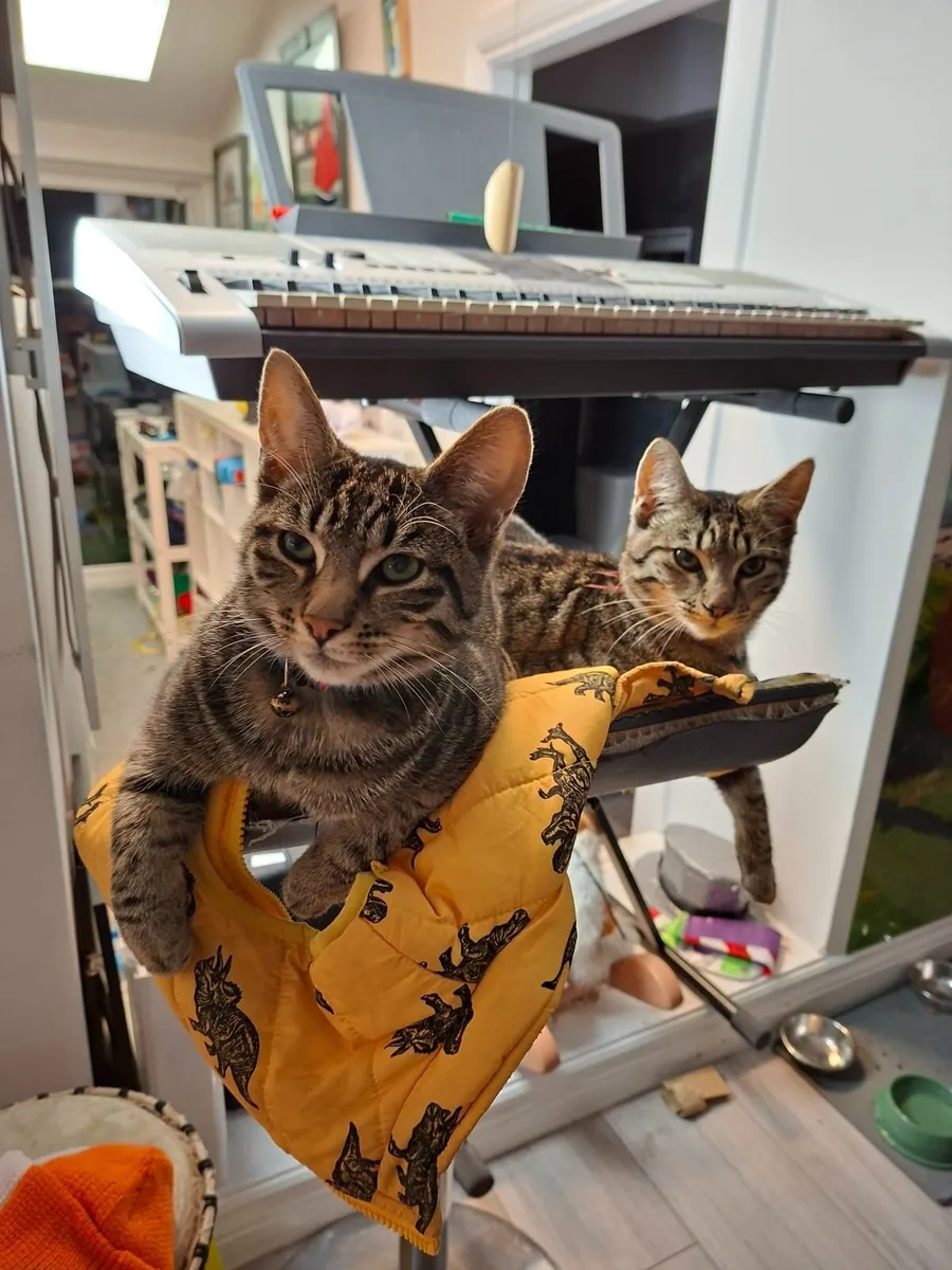 2 X Kittens 4.5 months boys neutered - Image 2