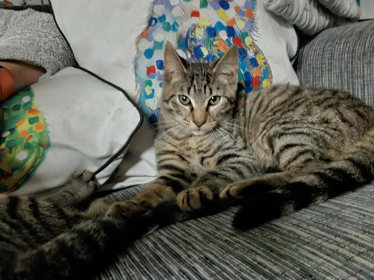 2 X Kittens 4.5 months boys neutered - Image 3