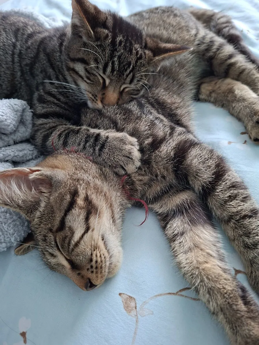 2 X Kittens 4.5 months boys neutered - Image 1