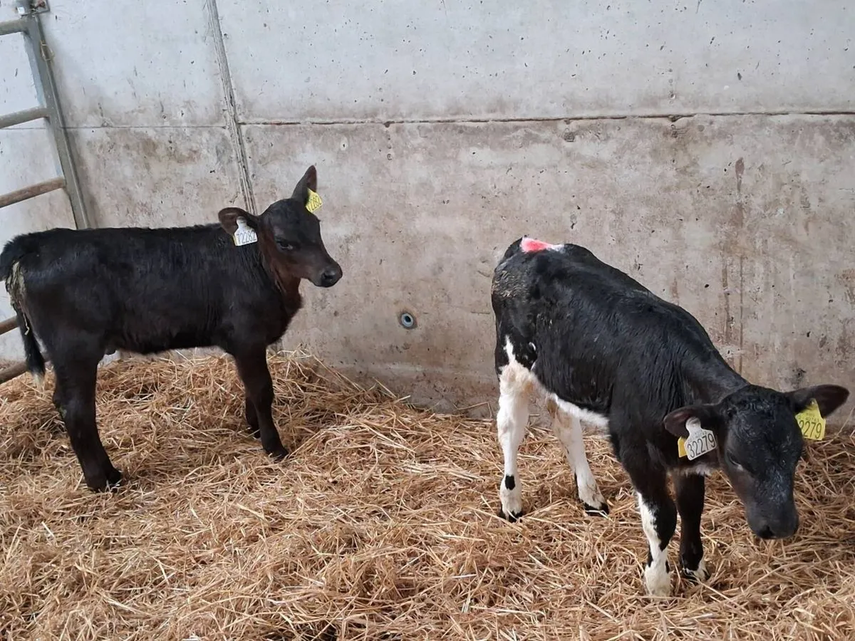 Belgian Blue and Aberdeen Angus heifers - Image 1