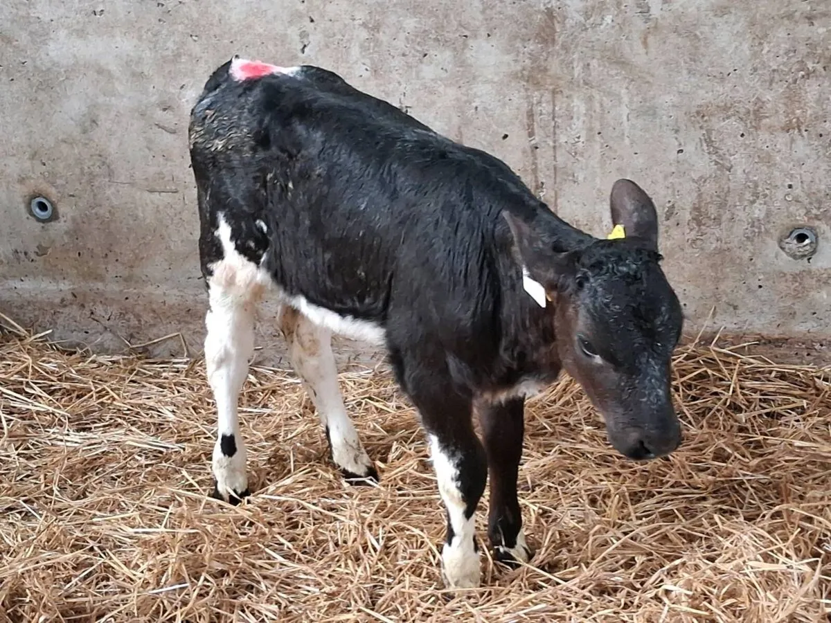 Belgian Blue and Aberdeen Angus heifers - Image 2