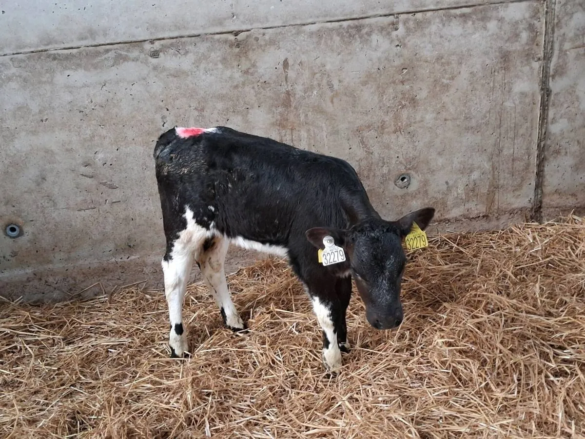 Belgian Blue and Aberdeen Angus heifers - Image 3