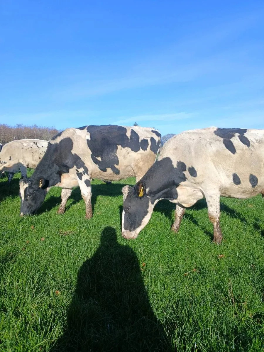 Empty cows