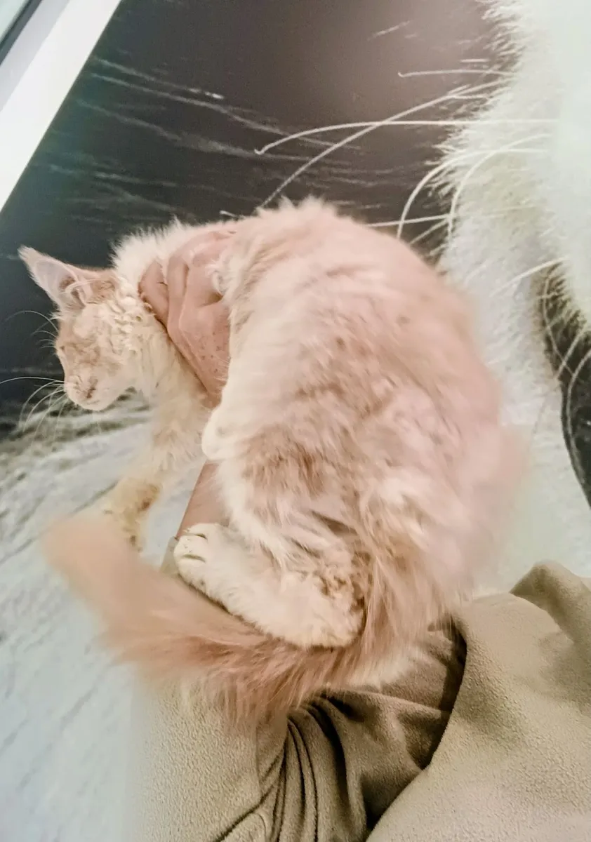 Maine Coon kitten - Image 3