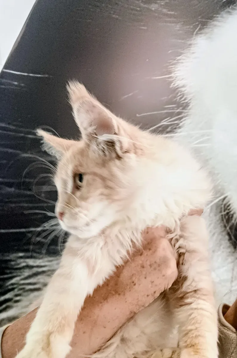 Maine Coon kitten - Image 4