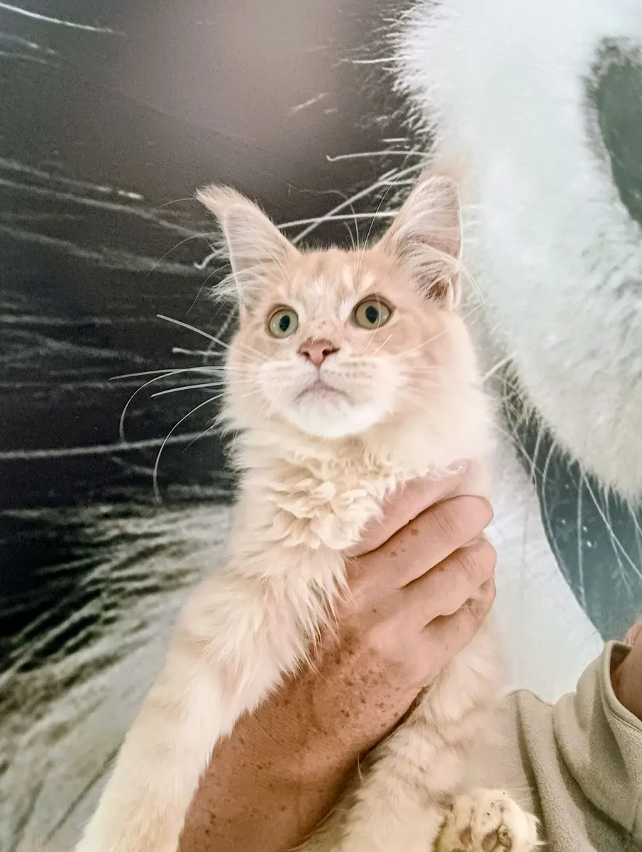 Maine Coon kitten - Image 1