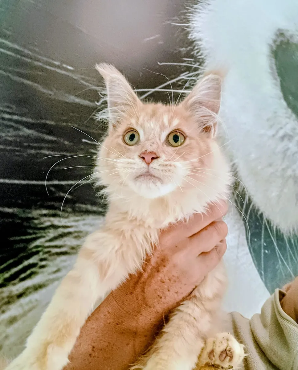Maine Coon kitten - Image 2