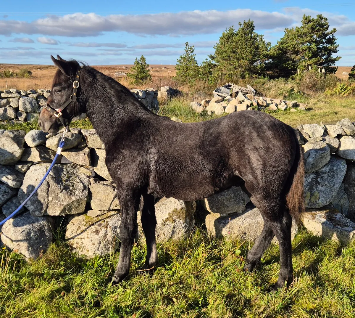 Connemara Colt Foal - Image 3