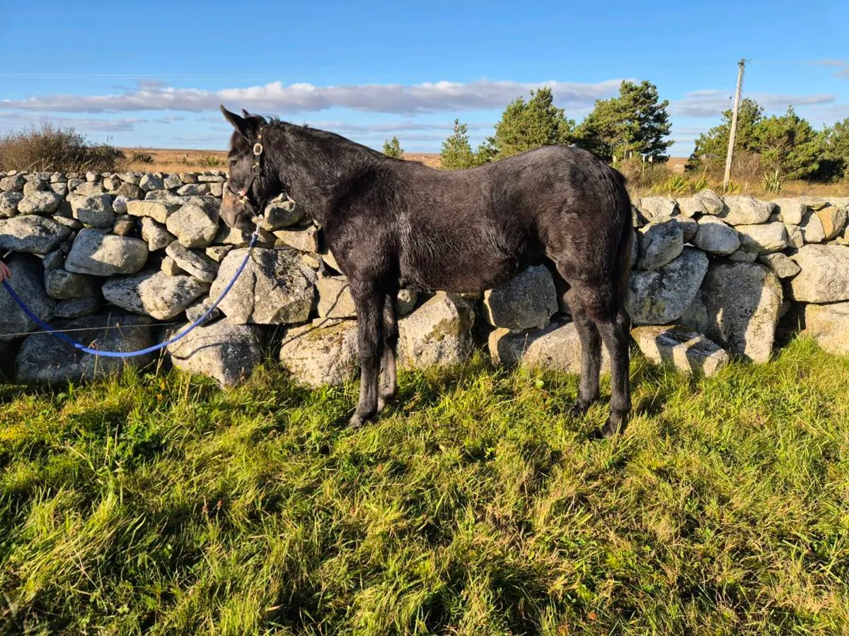 Connemara Colt Foal - Image 4
