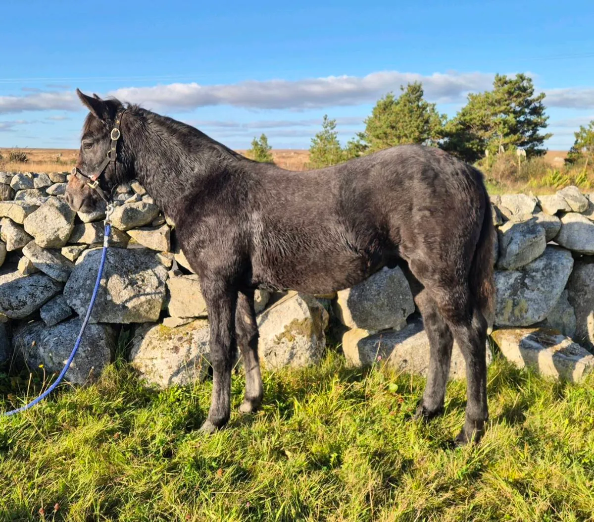 Connemara Colt Foal - Image 2