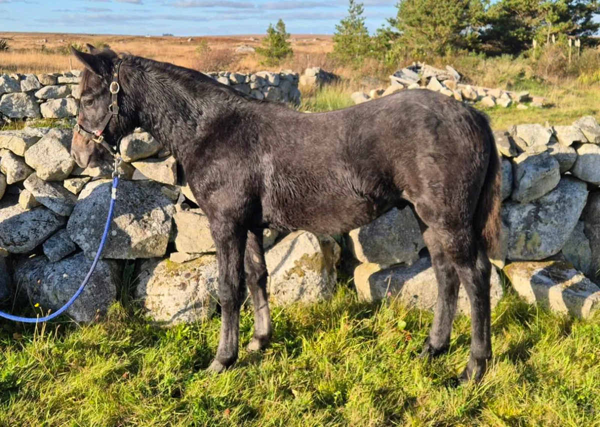 Connemara Colt Foal - Image 1