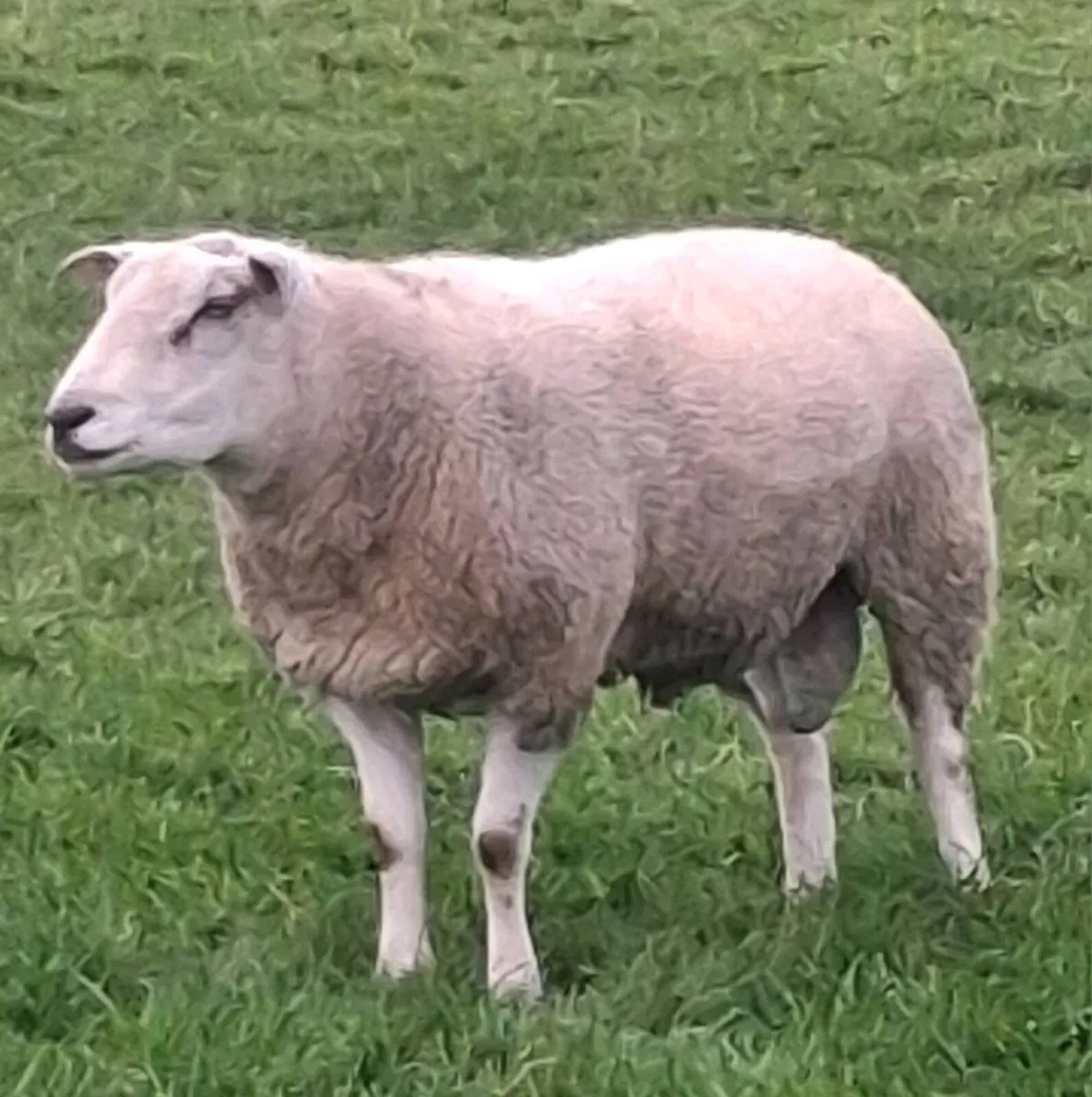 Belclare ram - Image 1