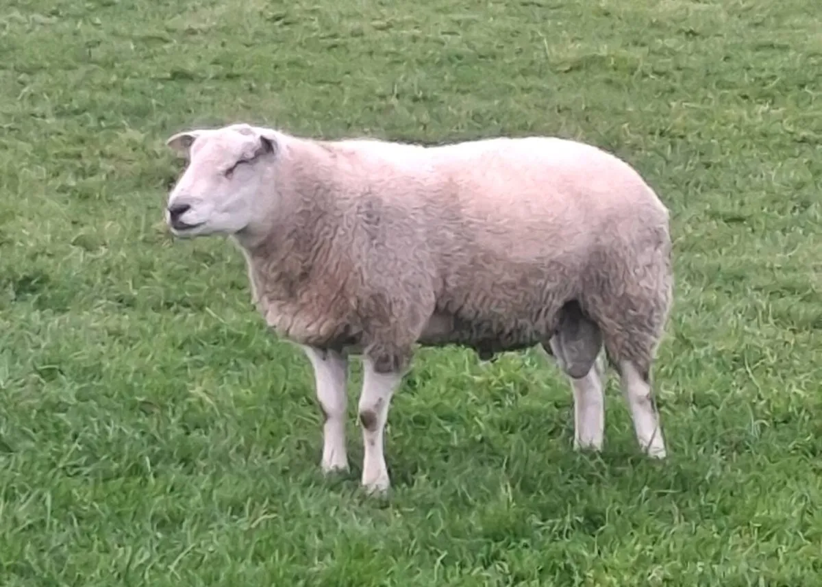 Belclare ram - Image 2